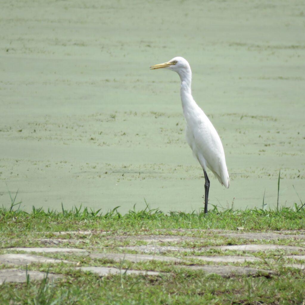 Cattle egret.