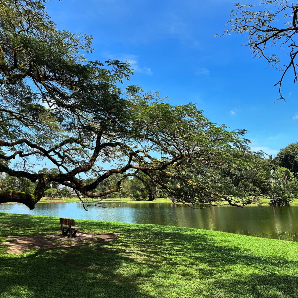 Scenic picture of lake and a tree.