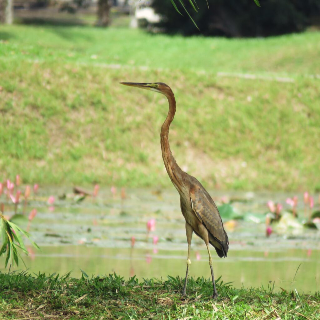 A purple heron.